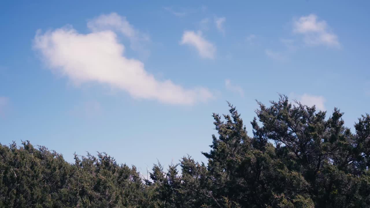 Dense Tree Foliage Swaying As The Wind Blows. Static Shot