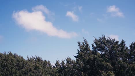 Dense Tree Foliage Swaying As The Wind Blows. Static Shot