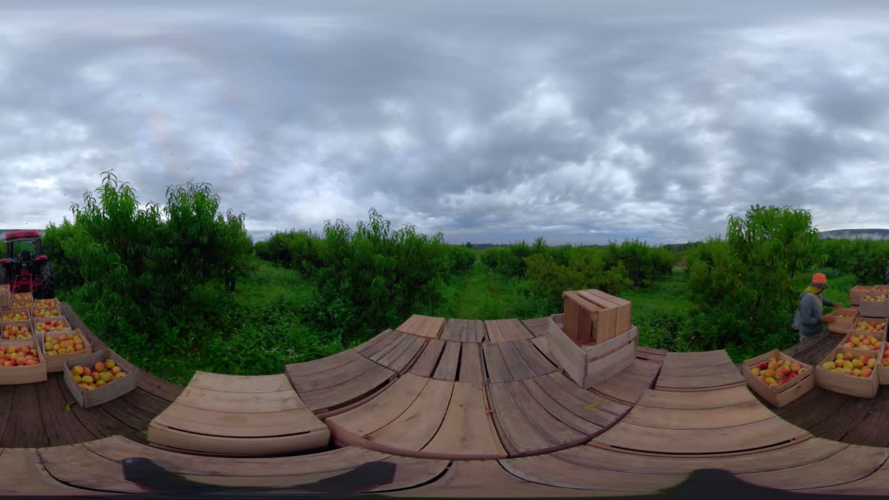 Peach Orchard Harvest