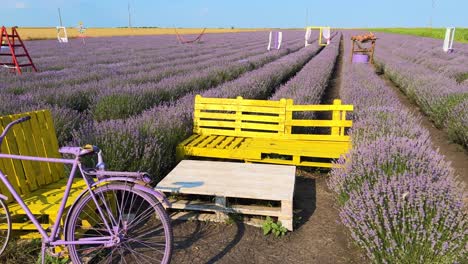 Colorful-lavender-field-filled-with-props-and-sets-for-photo-shoots-and-sessions