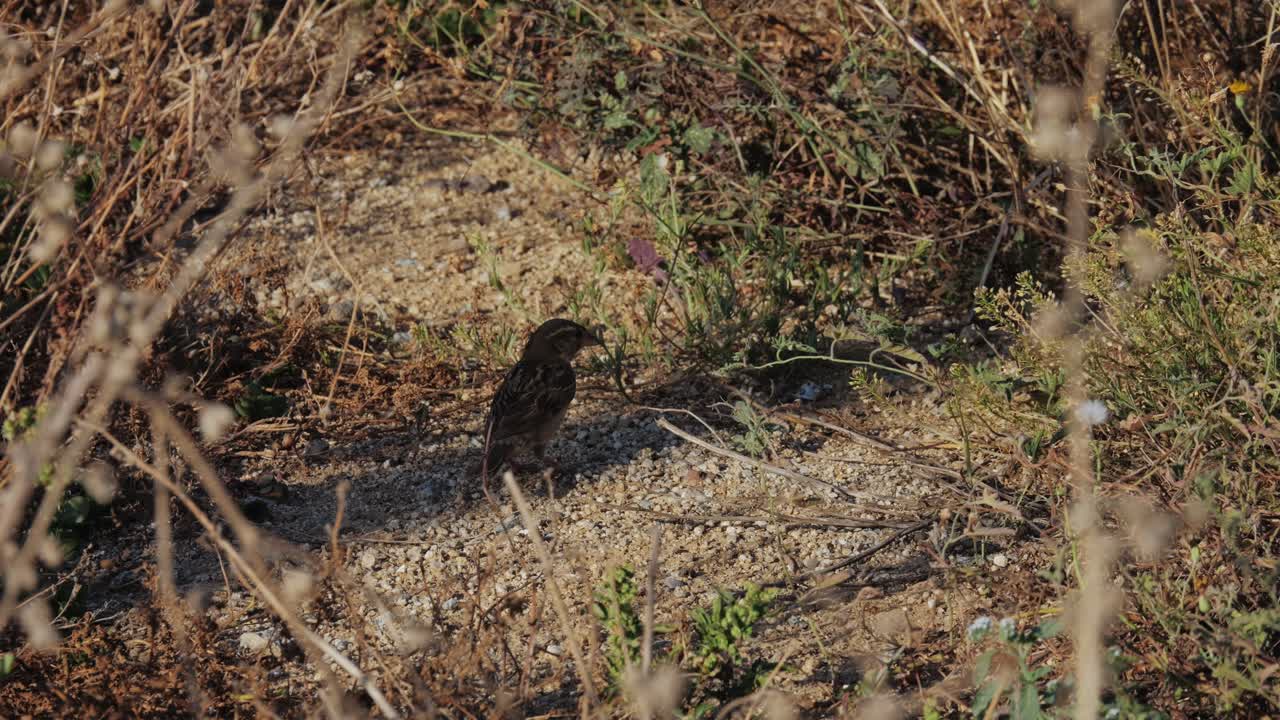 Sparrow on the ground in dry grass