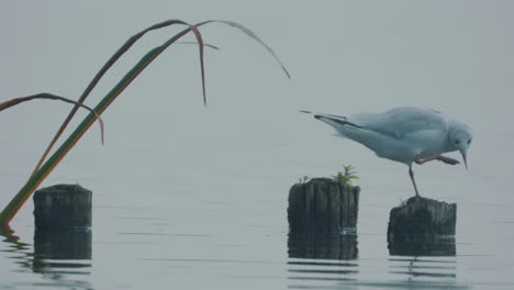 Gaviota-Se-Balancea-Sobre-Un-Poste-De-Madera-En-Un-Estanque-Para-Rascarse-A-Sí-Mismo,-Plano-Medio