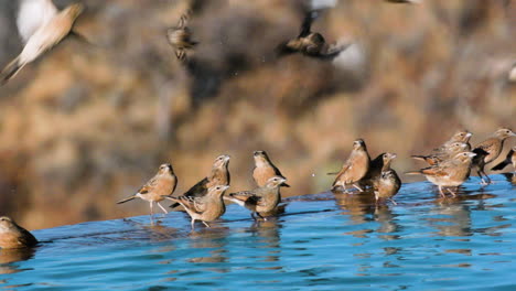 slow motion shot of a flock of fawn-colored larks tightly packed at the rim of a swimming pool drinking during morning light