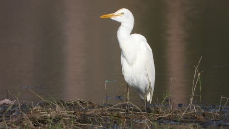 Egret-drinking-water-on-pond-area-