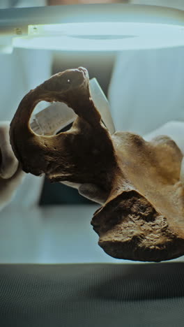 examining a human pelvic bone in a research lab