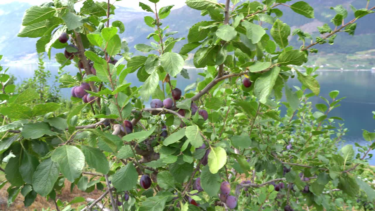árbol frutal de ciruela de primer plano con sorfjorden hardangerfjord y paisaje de montaña detrás - agricultura en kinsarvik hardanger noruega