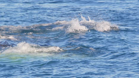 right whales swimming side by side sprouting water from their blowholes and moving ahead