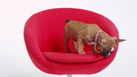 un cachorro de bulldog francés de pie en una silla roja, filmado en r3d
