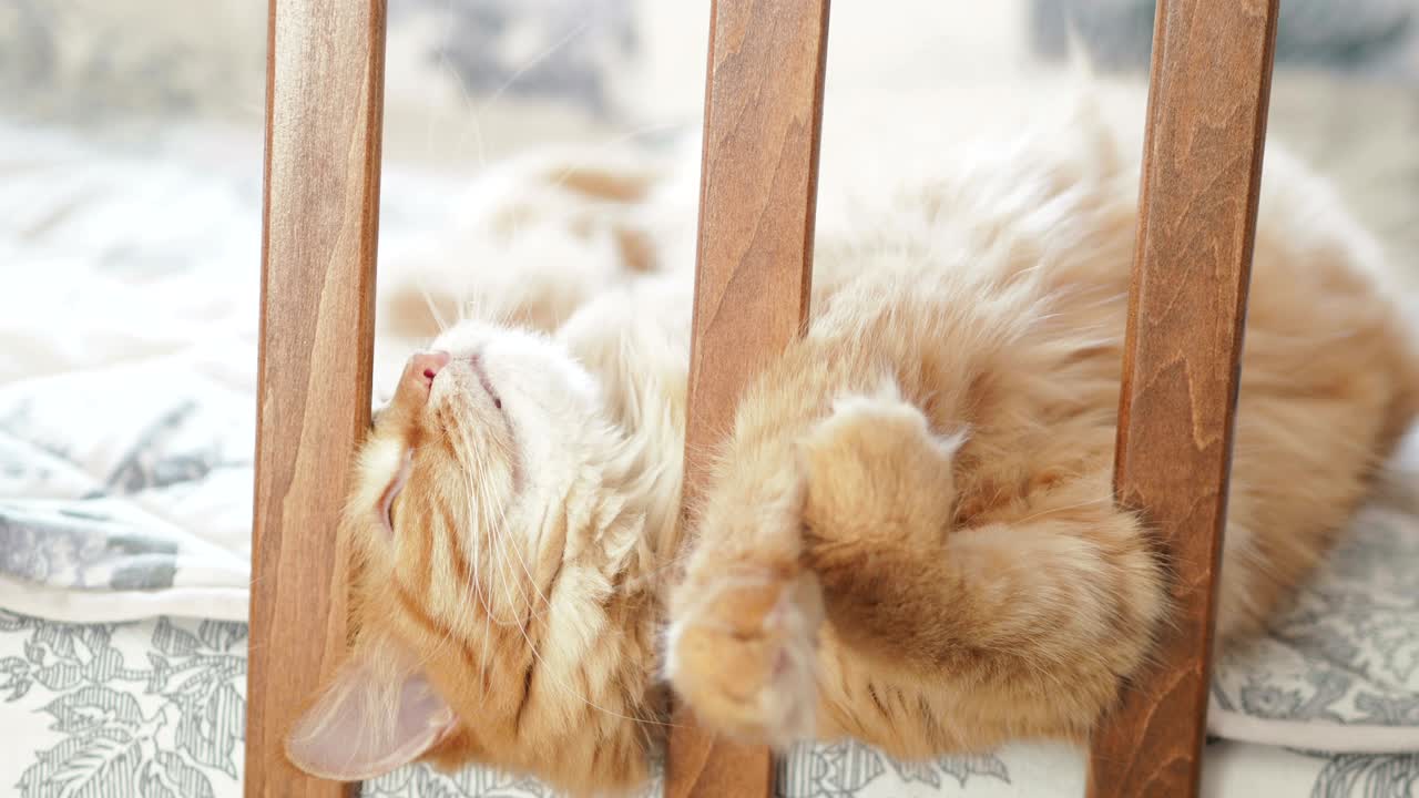 아기 침대에 누워있는 귀여운 생강 고양이. 털털한 애완동물이 침대 레일 사이에 머리를 습니다. 집에서 편안한 아침