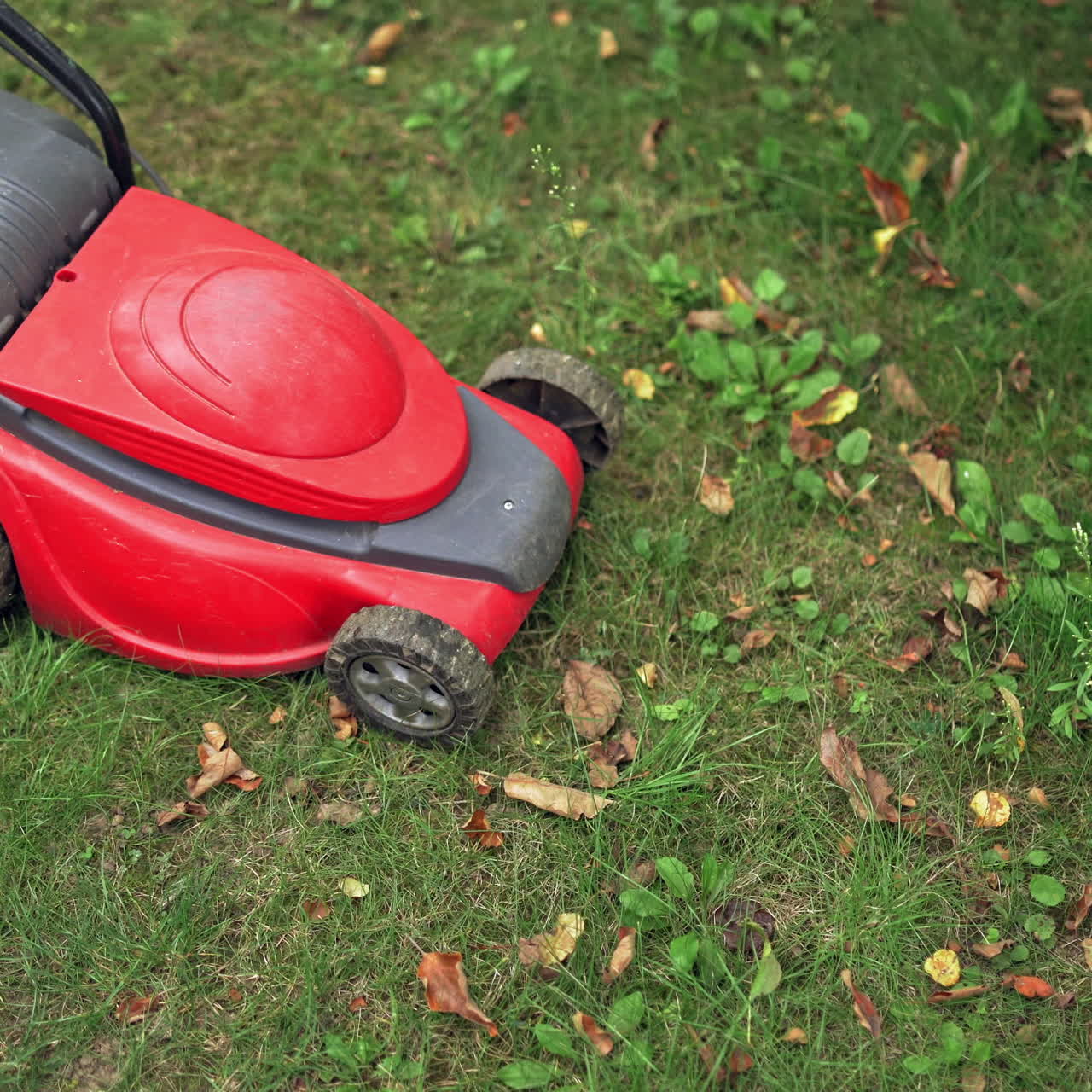Lawn mower is cutting grass in the backyard. Modern machine mowing grass outdoors. Gardening activity.