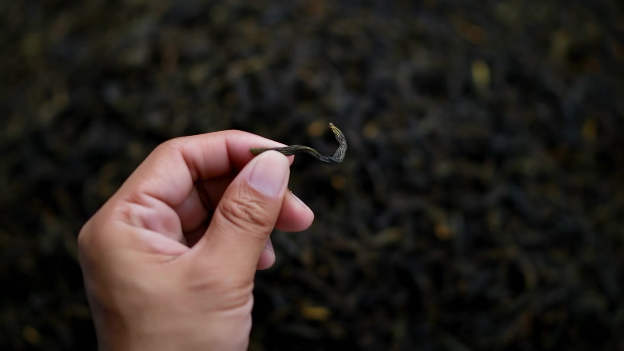 Fingers pinch and raise one twisted dried tea leaf above a broad bed of loose leaves, revealing its narrow curled shape against a dark textured background with shallow focus.