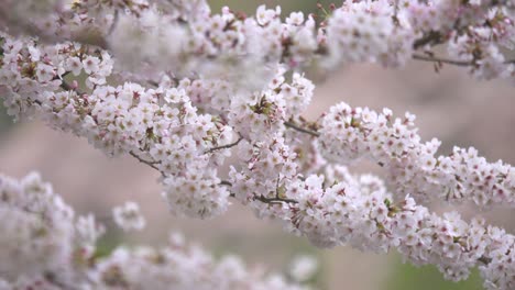 바람에 날리는 하얀 벚꽃