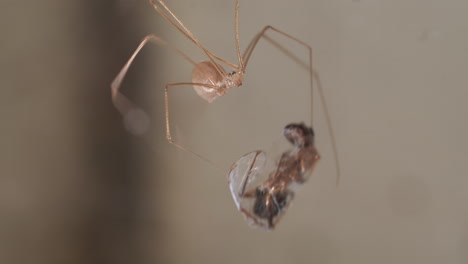 Araña-De-Bodega-Envolviendo-Presa,-Hormiga,-Con-Seda