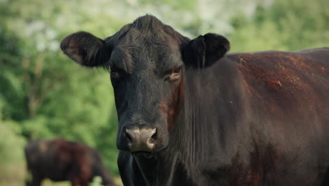 angus cow looking at camera. animal in field