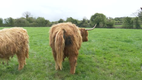 brown scottish highland cow having a shit on the irish farmland, in county laois, ireland