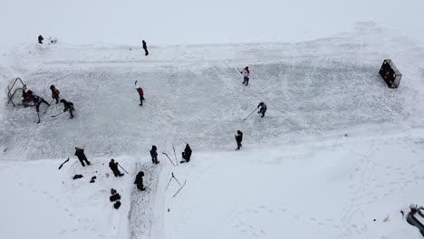 Rotwild,-Alberta,-Kanada