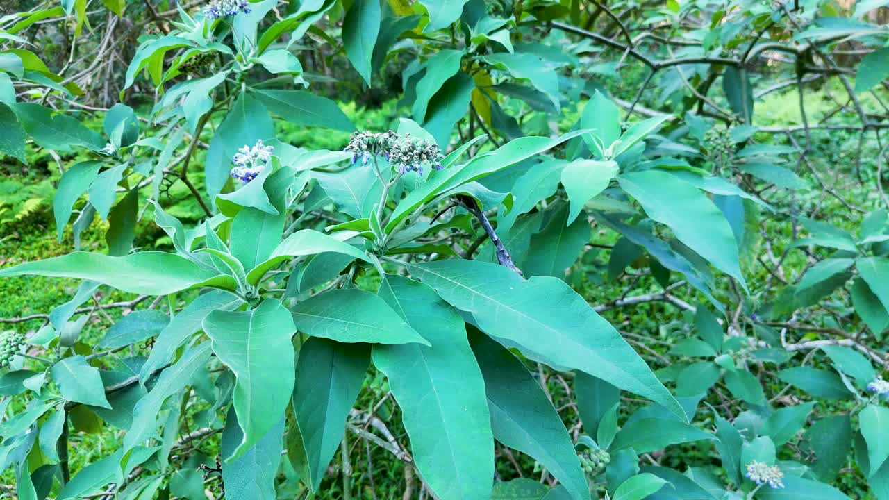 Green leaves and small flowers sway in the breeze, captured in natural daylight with a serene atmosphere