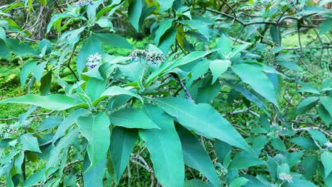 green leaves and small flowers sway in the breeze, captured in natural daylight with a serene atmosphere