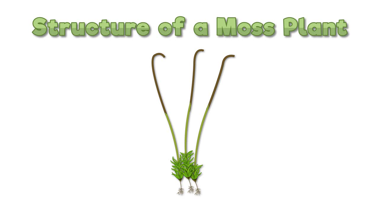 모스 식물의 생생한 성장 단계