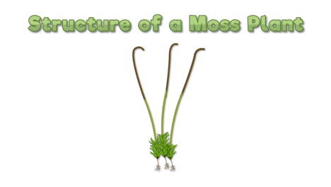 animated growth stages of a moss plant.