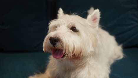 close-up of a west highland white terrier with its tongue out
