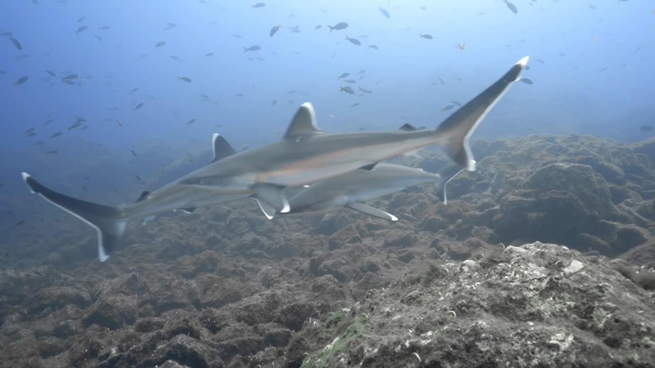 Un gruppo di squali pinna argentata esplora il fondale della barriera corallina