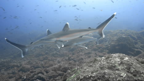 a group of a silvertip sharks explores the bottom of the reef