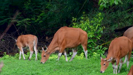 Banteng-Oder-Tembadau-Ist-Ein-Wildrind,-Das-In-Südostasien-Vorkommt-Und-In-Einigen-Ländern-Ausgestorben-Ist