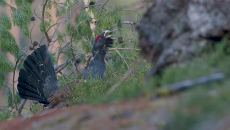 Male-western-capercaillie-roost-on-lek-site-in-lekking-season-close-up-in-pine-forest-morning-light