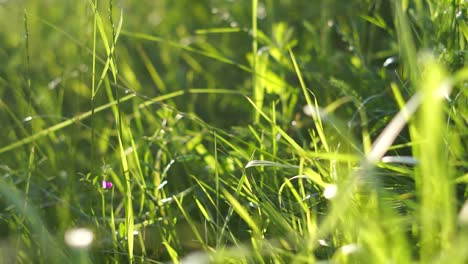 light green meadow is blowing in the wind