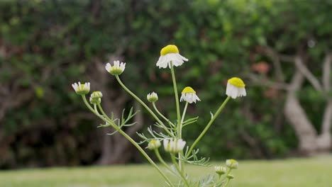 Kamille-Blüht-Für-Den-Frühling-Und-Sommer