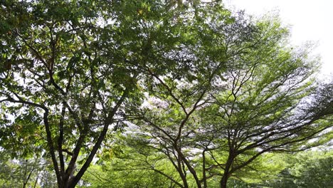 trees swaying gently in the breeze