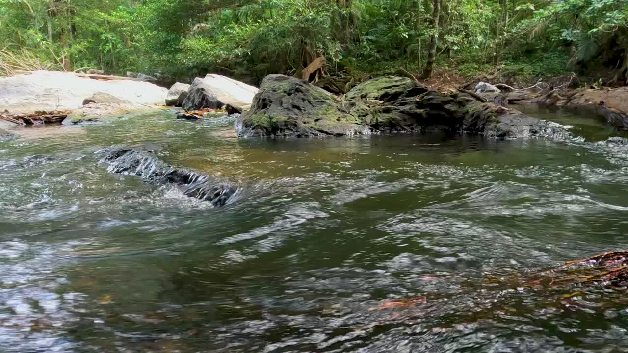 Fredfyldt flod, der flyder gennem frodig grøn skov