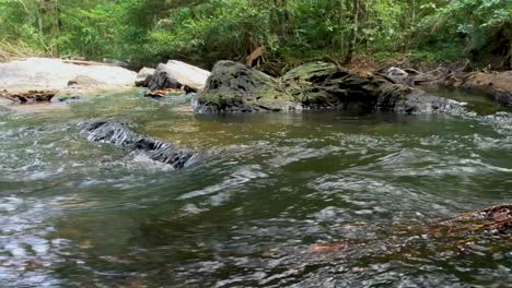 serene river flowing through lush green forest