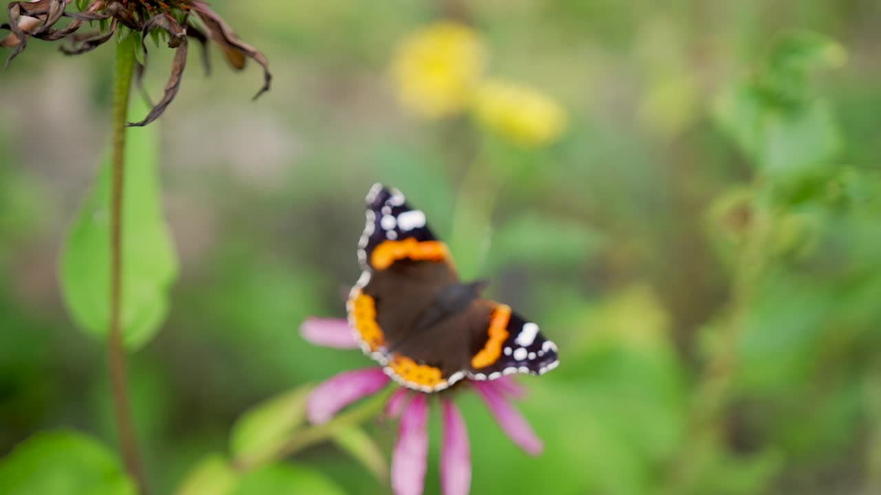 Farfalla nera e arancione in primo piano, fiore rosso svolazzante con sfondo di natura verde.