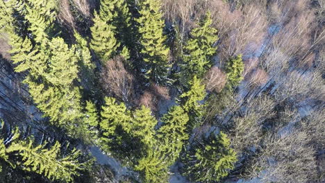 Winter forest with fir trees and birches aerial
