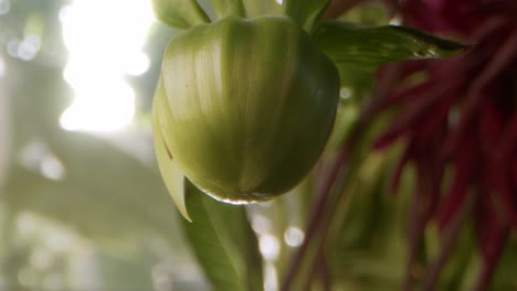 rayos de sol de la mañana en un capullo de crisantemo morifolium