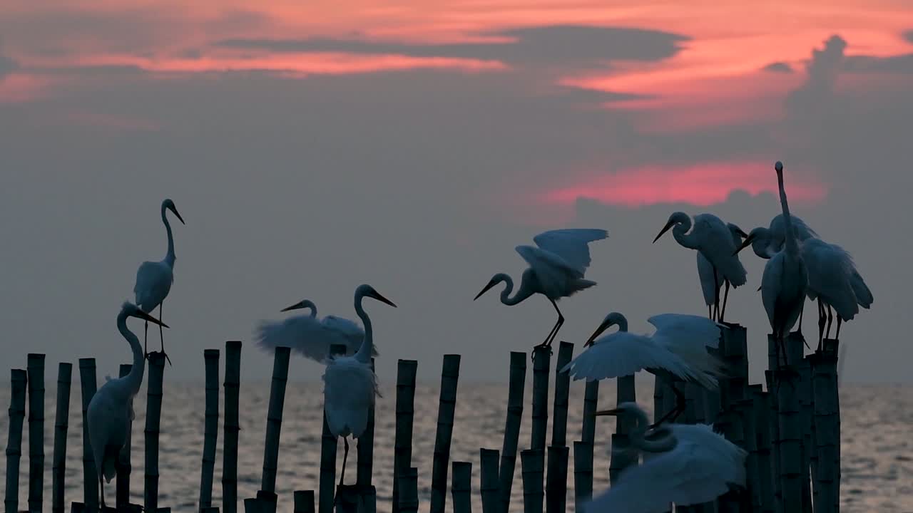 중대 백로, 일컬어 일반적인 백로 또는 큰 백로