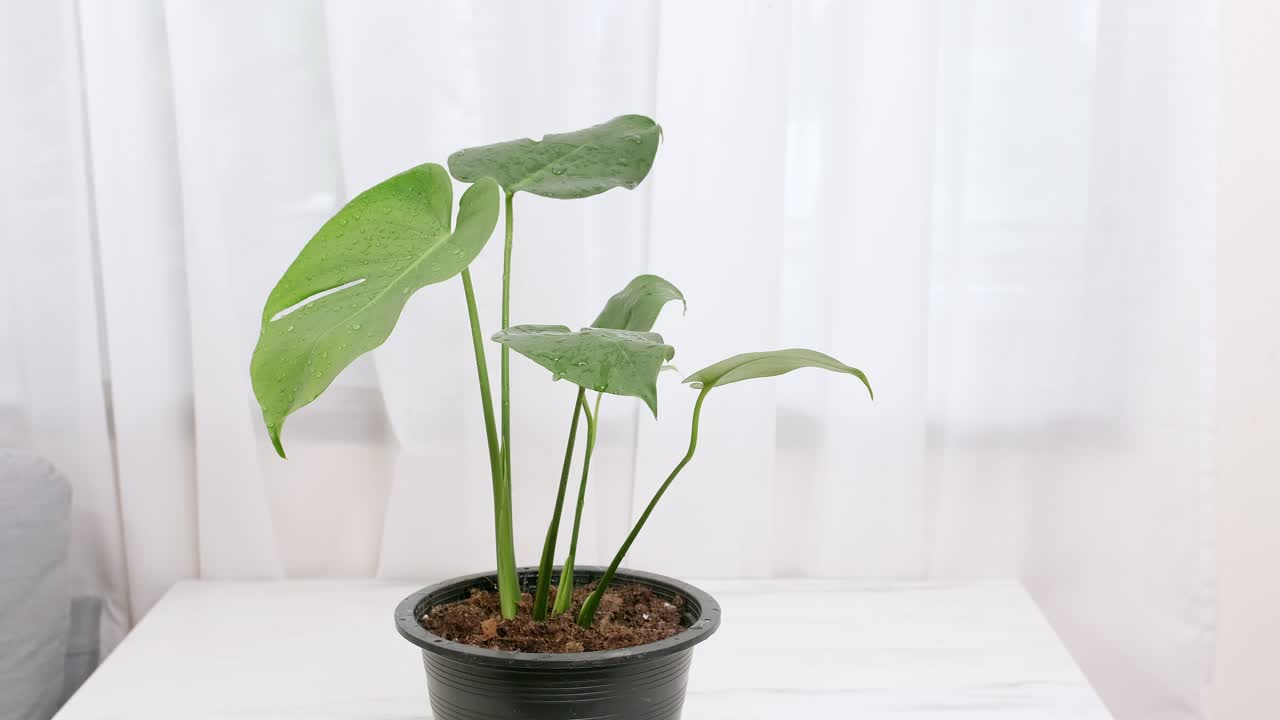 Monstera o pianta del formaggio svizzero: foglia verde tropicale esotica in vaso sul tavolo con sfondo di tenda bianca