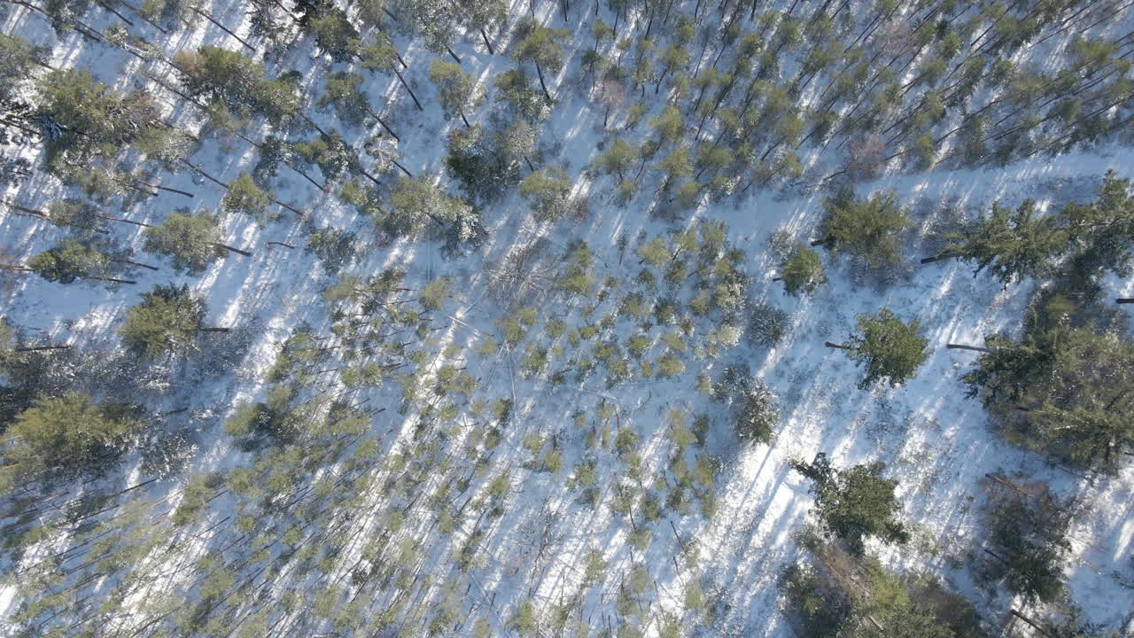 Top down aerial of green trees in snow covered forest