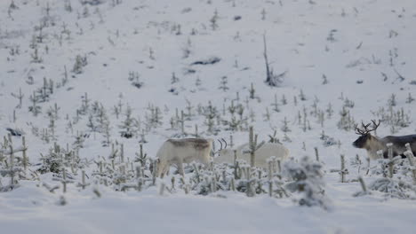 Manada-De-Renos-Blancos-Y-Marrones-En-Un-Campo-Cubierto-De-Nieve-En-La-Región-ártica-Durante-El-Invierno