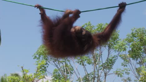 orangutan hanging on rope moving between forest trees