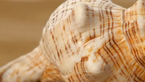 Close-up of a Seashell