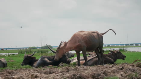 wild buffalo closeup in national park