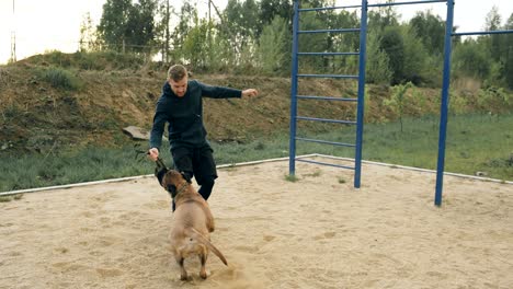 young sporty man training with his bullmastiff dog outdoors at park and preparing his pet for competition