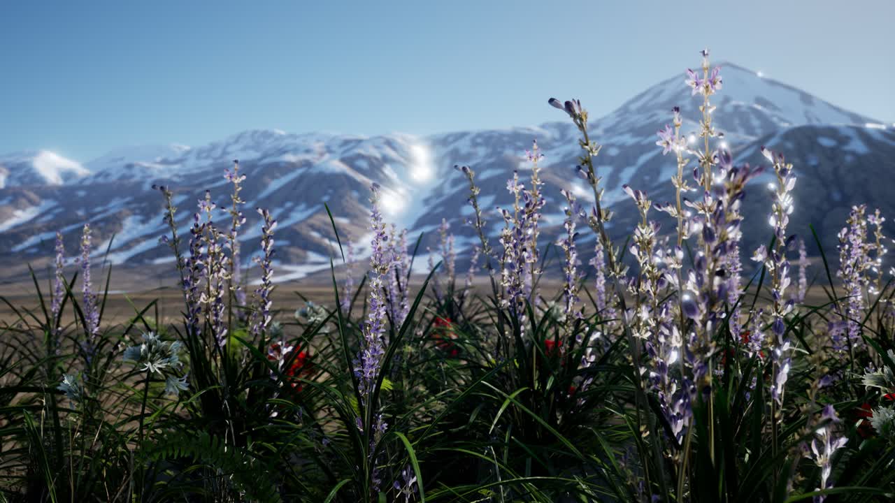 campo de lavanda con cielo azul y cubierta de montaña con nieve
