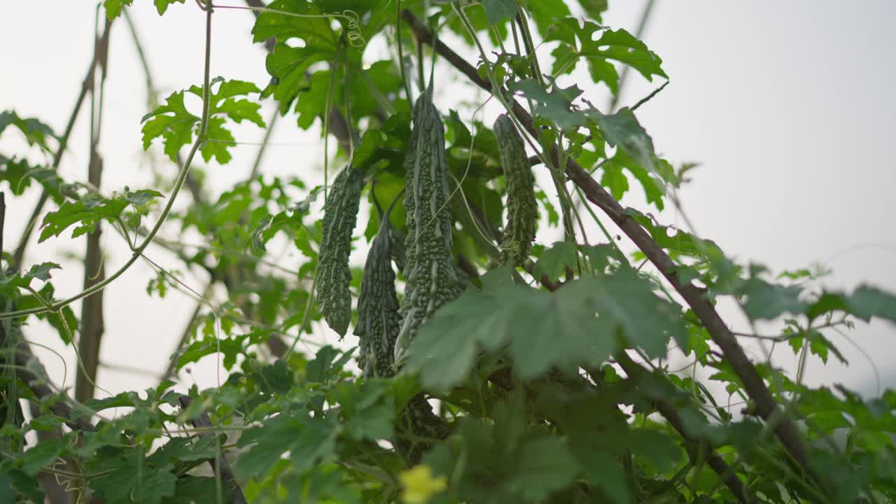Footage of bitter gourd (karela) growing and bearing fruit in a backyard garden. Highlights organic vegetable cultivation, rural gardening, and natural plant growth