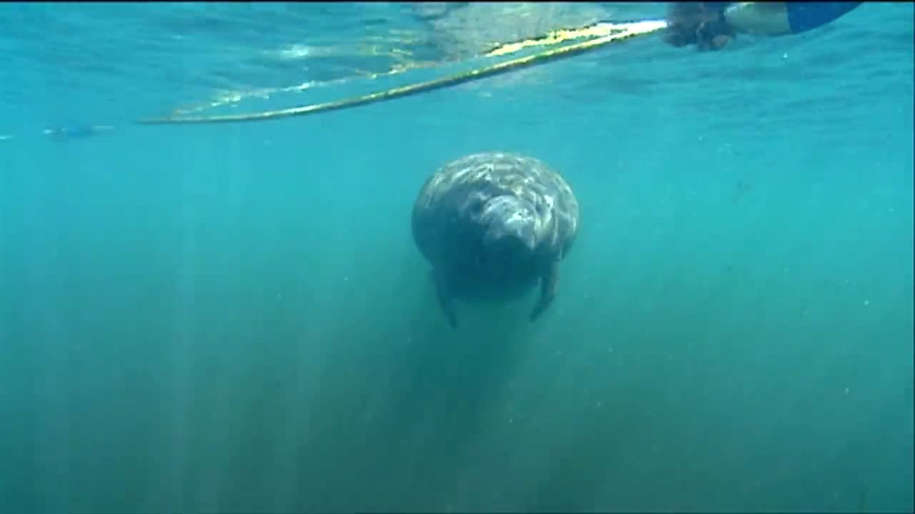 un manatí nada bajo el agua 3