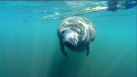 A-Manatee-Swims-Underwater-3