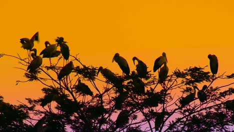 una bandada de cigüeñas pintadas posadas en un árbol al anochecer